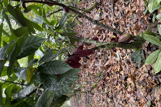 Cacao AFS at CATIE, Costa Rica