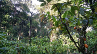 Cacao Agroforestry